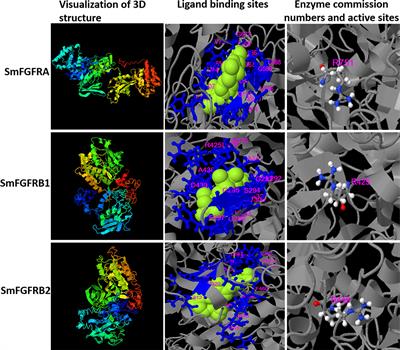 Schistosoma mansoni Fibroblast Growth Factor Receptor A Orchestrates Multiple Functions in Schistosome Biology and in the Host-Parasite Interplay